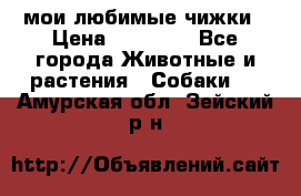 мои любимые чижки › Цена ­ 15 000 - Все города Животные и растения » Собаки   . Амурская обл.,Зейский р-н